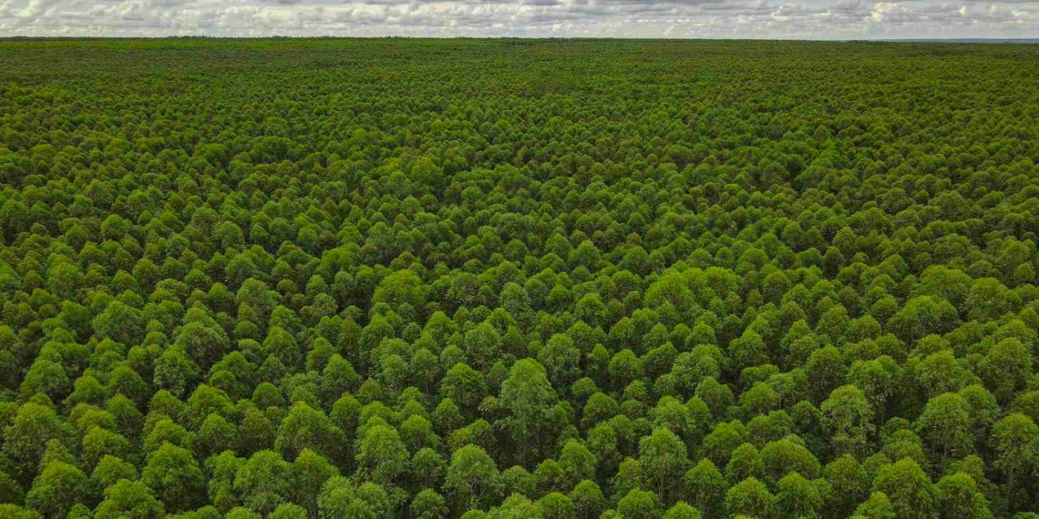 Eldorado Brasil abre inscrições para o Programa Semear, voltado para recém-formados no setor florestal