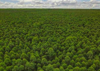 Eldorado Brasil abre inscrições para o Programa Semear, voltado para recém-formados no setor florestal