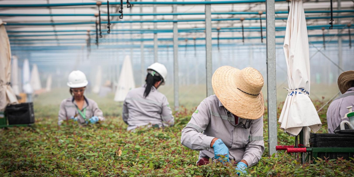 Suzano intensifica ações para ampliar presença feminina no setor florestal