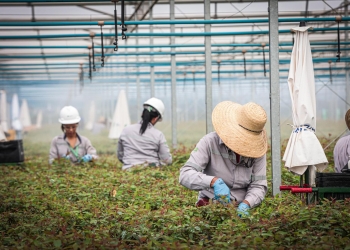 Suzano intensifica ações para ampliar presença feminina no setor florestal