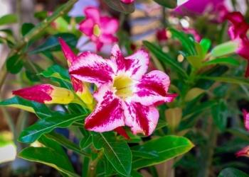 Feira de Orquídeas e Rosas do Deserto convida população para evento especial na Casa do Artesão