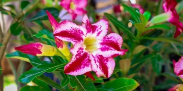 Feira de Orquídeas e Rosas do Deserto convida população para evento especial na Casa do Artesão