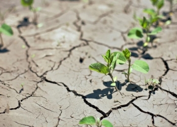 Zoneamento Agrícola de Risco Climático será debatido em Brasília