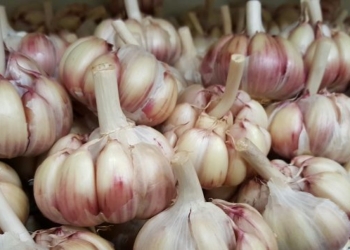 Concorrência externa derruba preços e reduz plantio de alho no Brasil