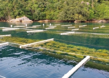 Câmara avança em mudança na lei e pode simplificar regras