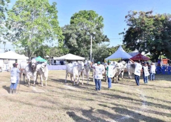 ExpoCarpina começa amanhã com mais de 1,5 mil animais e foco em negócios