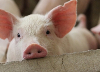 Suinocultura deve atingir 53 milhões de cabeças até 2030