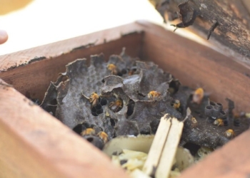 Café e inovação no campo impulsionam renda e produção no Norte