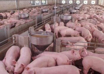 Queda de 27,5% no suíno vivo aprofunda perdas na suinocultura