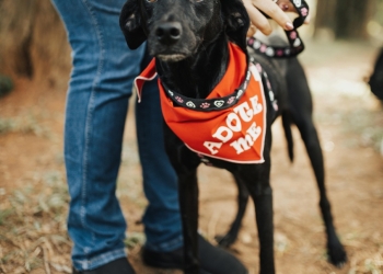 Em Campo Grande| Conexão Pet reúne tutores e animais em manhã de diversão, aprendizado e solidariedade no próximo sábado (25)