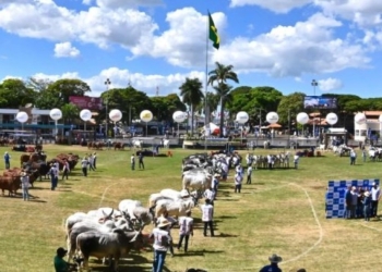Expozebu começa amanhã e quer movimentar R$ 200 milhões em leilões