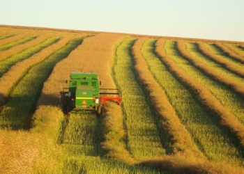 Plantio de canola avança e área deve superar 300 mil hectares no Brasil