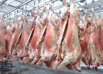 Pecuária acelera, abate sobe 14,3% e supera ritmo do país