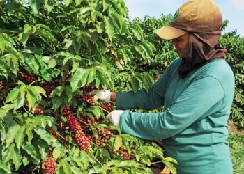 Colheita começa com projeções de até 75 milhões de sacas