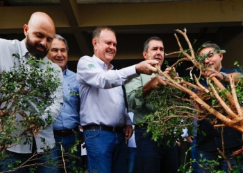 Para fortalecer cadeia produtiva da laranja, Riedel participa de remoção simbólica de murtas na Expogrande