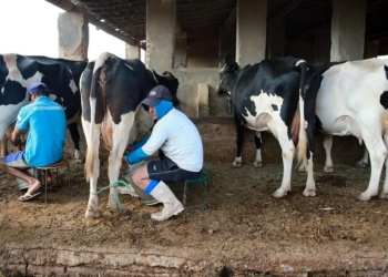 Produtores de leite terão encontro voltado à produtividade e gestão