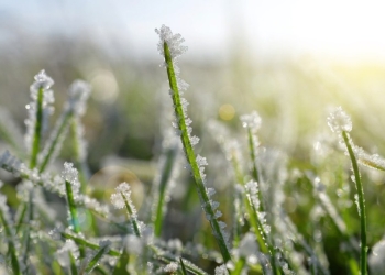 Primeira onda de frio do ano acende alerta para geadas e pode afetar milho, café e pecuária