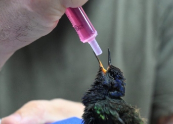 Três Lagoas: centro de animais silvestres recebe aves silvestres apreendidas e filhote de tamanduá resgatado