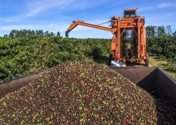 Safra de café deve dar salto e atingir 73,3 milhões de sacas em 2026/27