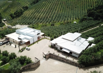 Centro de inovação mira avanço da produção brasileira de azeite de oliva