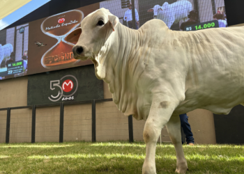 Leilões de elite confirmam a força da genética bovina na ExpoZebu