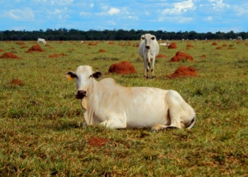 Pragas avançam nas pastagens e ameaçam produtividade nacional