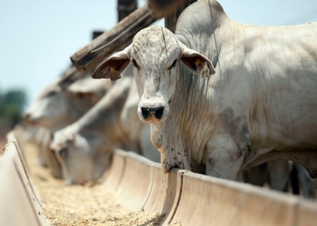 Uso de antibióticos para ganho de peso é proibido na produção animal