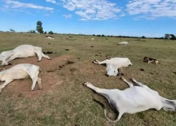 Frio intenso provoca morte de 74 bovinos em fazendas da região de Nova Andradina