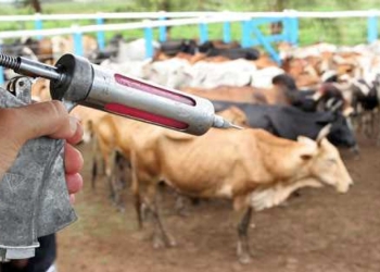 Setor de saúde animal fecha 2025 com receita recorde de R$ 12,8 bilhões
