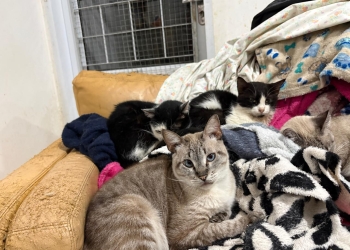 Frio intenso coloca quase 400 gatos em risco; Amicats pede ajuda urgente com doação de cobertores e ração