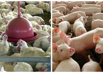 Exportações de carne de frango avançam, enquanto suínos perdem força