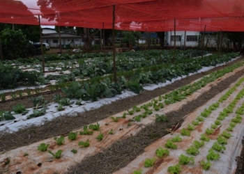 Tecnologia no campo avança além das máquinas e aproxima jovens da ciência em assentamento de MS