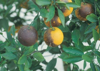 Greening ameaça produção de 15,6 milhões de toneladas de laranja
