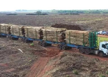 Governo autoriza circulação de hexatrens de megafábrica de celulose em Três Lagoas e Ribas do Rio Pardo