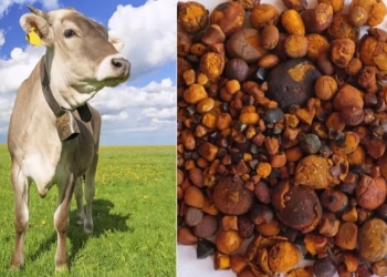 Cálculo bovino que vale mais que ouro ganha acesso ao mercado chinês
