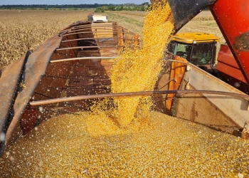 Estado responde por 57,5% das exportações brasileiras de milho na safra 2024/25