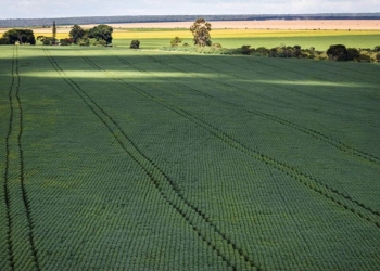 Agro atinge PIB recorde de R$ 279 bilhões e 24% da economia estadual