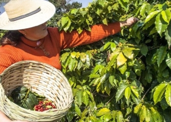 Colheita do café chega a 84% apesar do atraso provocado pelo clima
