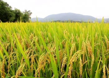 Pesquisa encontra resistência a praga capaz de destruir lavouras de arroz