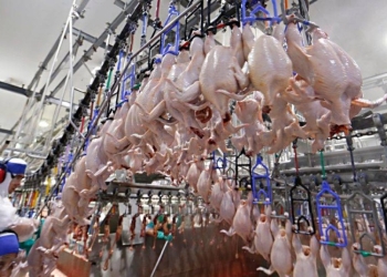 Produção de frangos cresce quase o dobro da média nacional