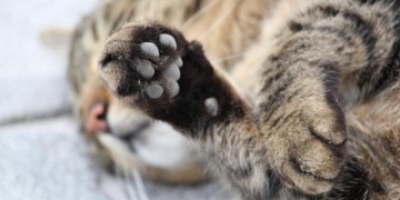 Prefeitura lembra que serviço gratuito de coleta de animais mortos evita contaminação e riscos à saúde