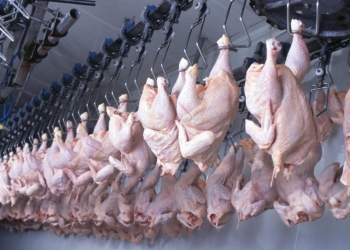 Frango brasileiro recupera mercados e exportações crescem 29,9%