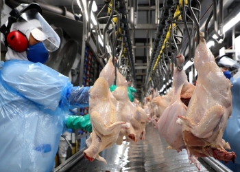 Atacado e exportação estabelecem ritmo recorde em agosto