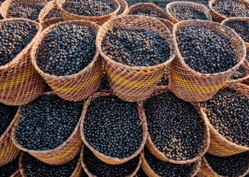 Pesquisa transformou o caroço de açaí em nanofertilizante