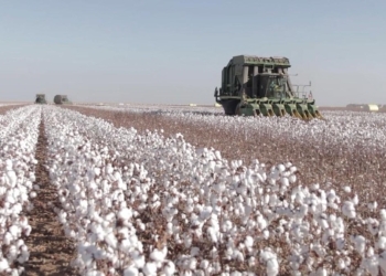 Congresso do Algodão começa hoje com safra recorde no campo