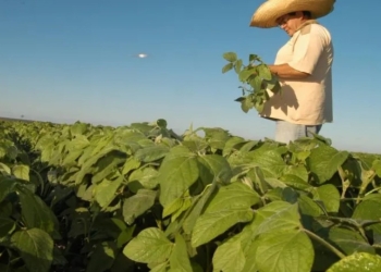 Matopiba desponta como nova fronteira da produtividade no Brasil