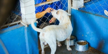 Feira de Adoção acontece neste sábado e reúne cães à espera de um novo lar