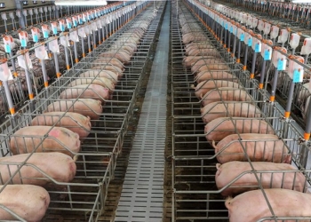 Exportação cresce, mas excesso de carne derruba renda