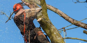 Saiba como solicitar autorização para corte de árvores em Três Lagoas