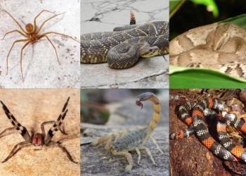 Prefeitura orienta população sobre prevenção de acidentes com animais peçonhentos